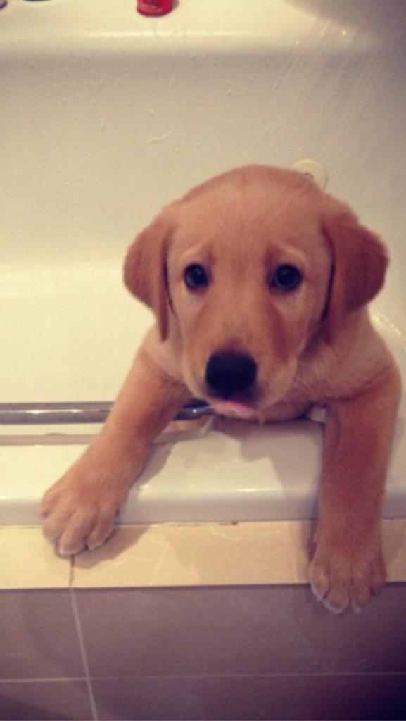 emmasinclaair's tweet photo. #NationalPuppyDay luv my Bear💘💘💘 http://t.co/o30l6xfh8J