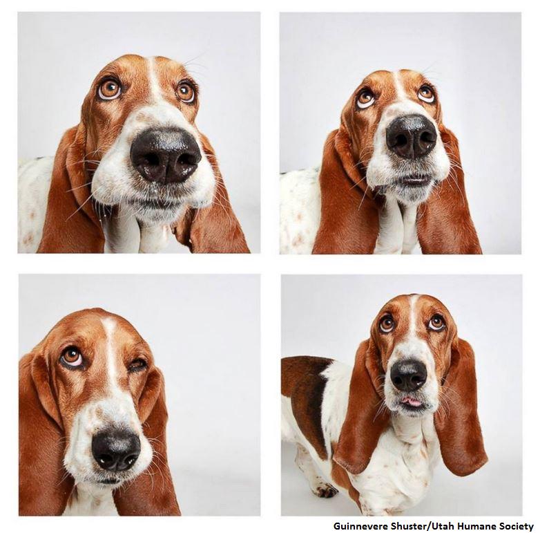 ABCWorldNews's tweet photo. Photographer takes photobooth style portraits of dogs to help them get adopted. http://t.co/chOBmvRDw6 http://t.co/Jg42EUB79X