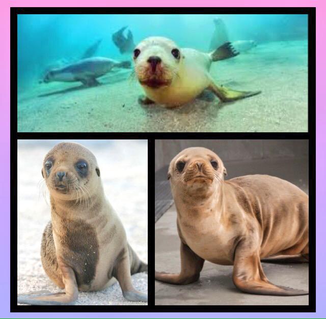 #SaveTheSeaLion #2cute2bEndangered