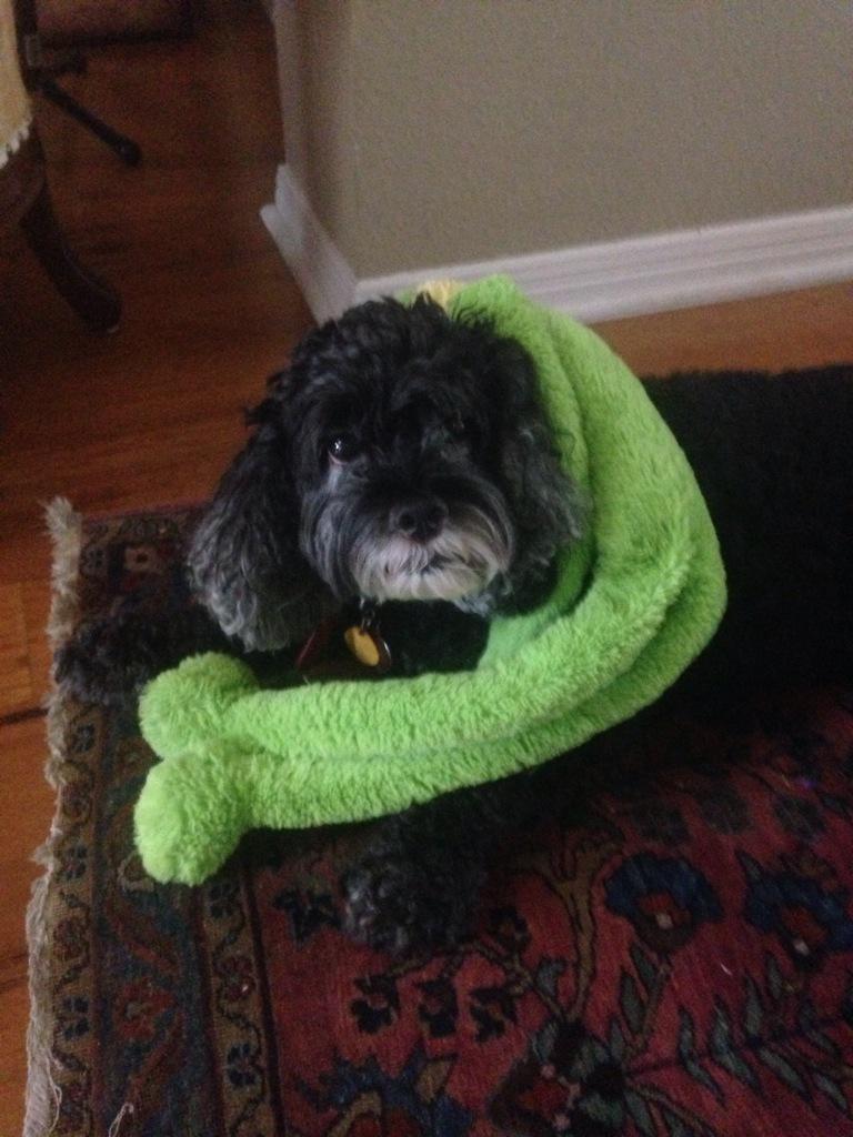 ariannathomps22's tweet photo. happy national puppy day! I love u piper! http://t.co/C6ZCSSEILg