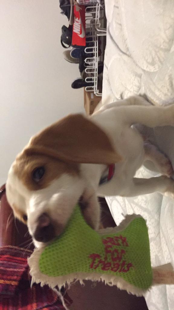 javimuffin's tweet photo. #NationalPuppyDay my baby boy Samson 😍😍😍❤️ http://t.co/saJDsZsHTm