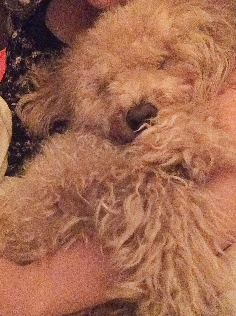 heyyitsjules's tweet image. You are the best thing that's ever been mineee💙 #maley #bff #NationalPuppyDay