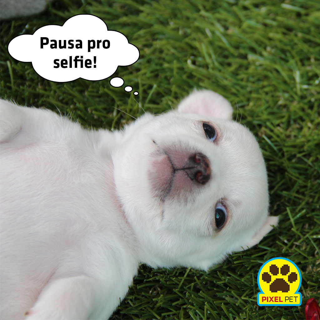 PetPixel's tweet photo. Essa vai pro #Instagram e pro #Facebook http://t.co/JFbXHZyynM