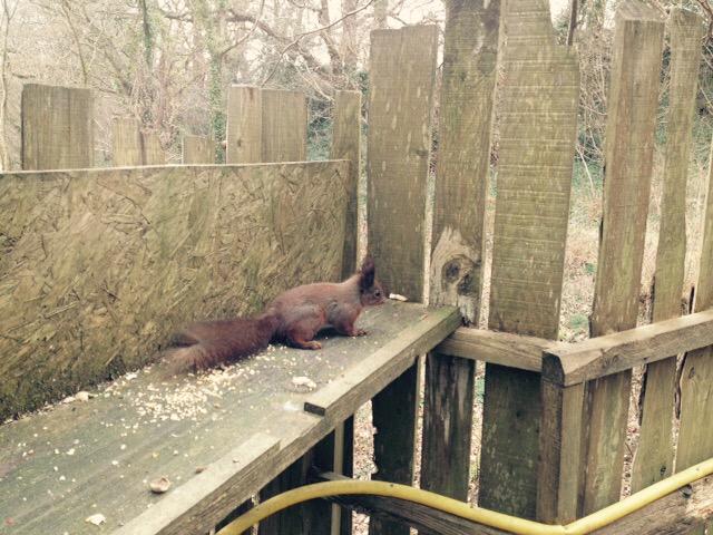 AskNibbles's tweet photo. Saw this little ball of fluff on the weekend whilst out with my girls #Iow #Squirrels http://t.co/V1L3tUjG8e