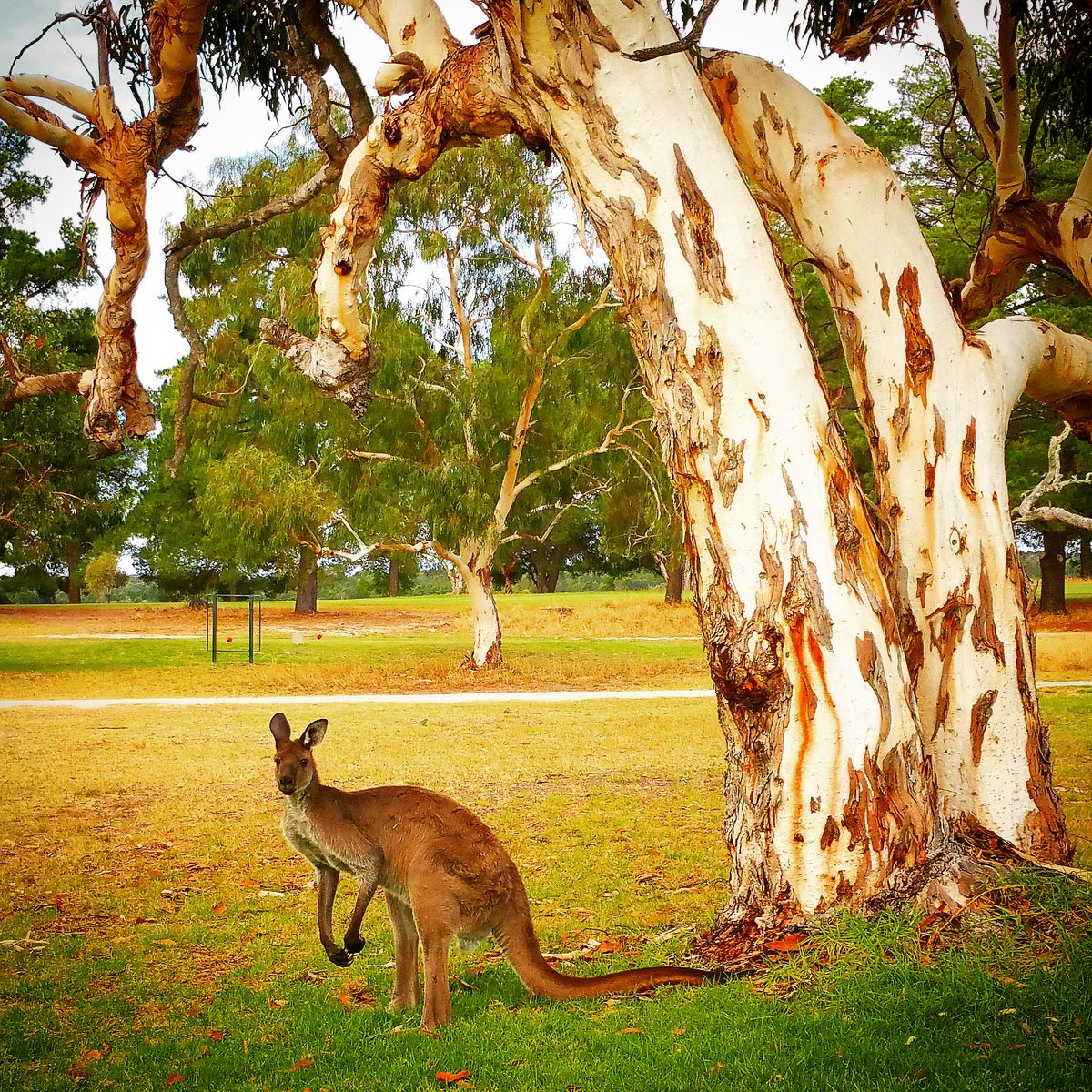 This guy was keeping a close eye on @travishead34 & @calferguson12 down the 18th today. #Golf #BigCrowd #QuietPlease