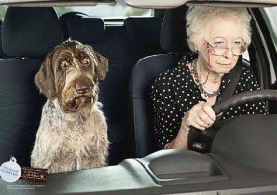 Pampered__Paws's tweet photo. Does your owner's driving scare you? Not to worry our taxi service will be up and running in 8 days.🐕🐈🚕 book now!! http://t.co/NrjnLIfI0b