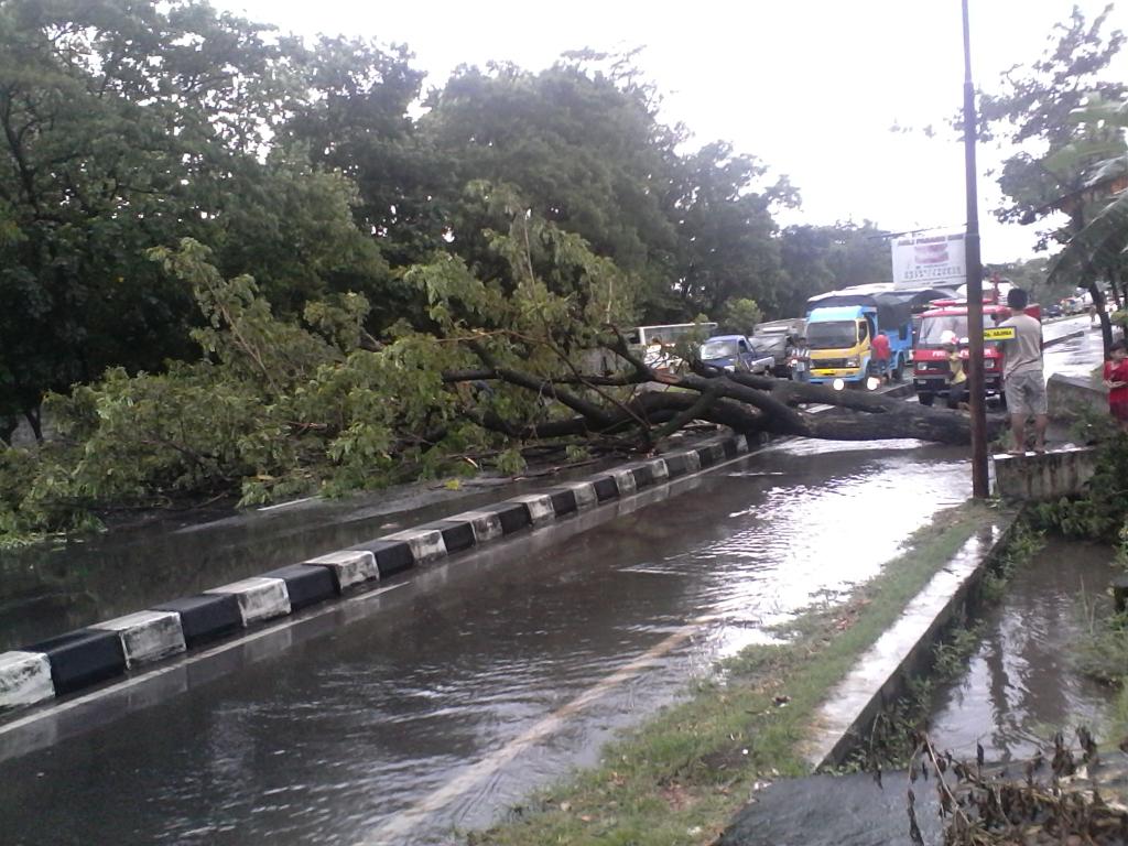 jogjamedia's tweet photo. 13.28 | Pohon tumbang di ringroad selatan depan PT.SURADI http://t.co/Q7KTM8ykC1 via @Jogja24Jam @GBagasKa