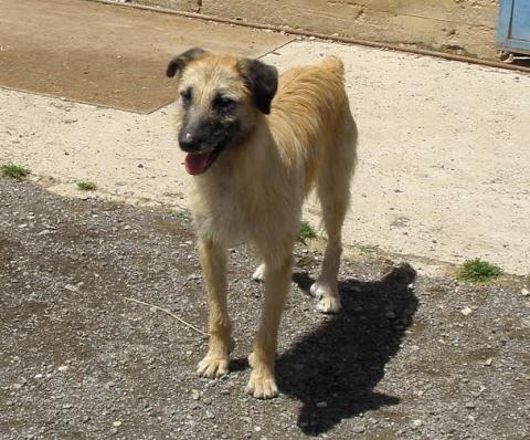 Urgent. Need adoption.
Nombre: Compy. Lleva 5 años en el refugio.
 internationalanimalesrioja@gmail.com.