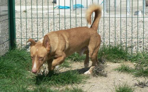 Need adoption.
Nombre: Castañito.
Salvado de la perrera.
Contacto:  internationalanimalesrioja@gmail.com