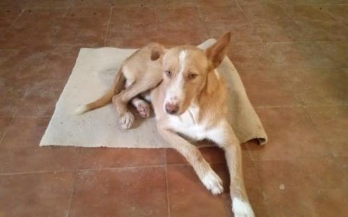 Need adoption.
Name: José
Male.
Salvado de la perrera.
Contacto: internationalanimalesrioja@gmail.com