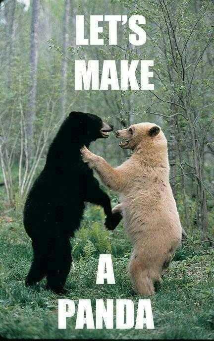 grid_bear tweet picture