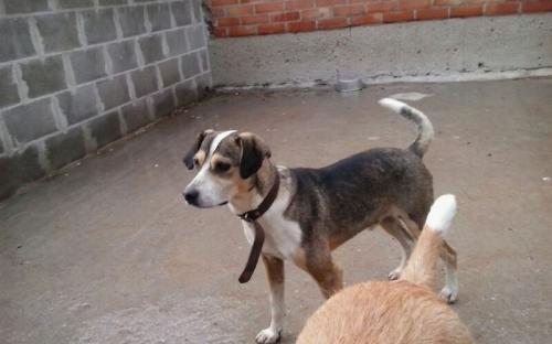 Urgent. Need adoption
Name: Caparro
De los más antiguos del refugio
Contacto:  internationalanimalesrioja@gmail.com