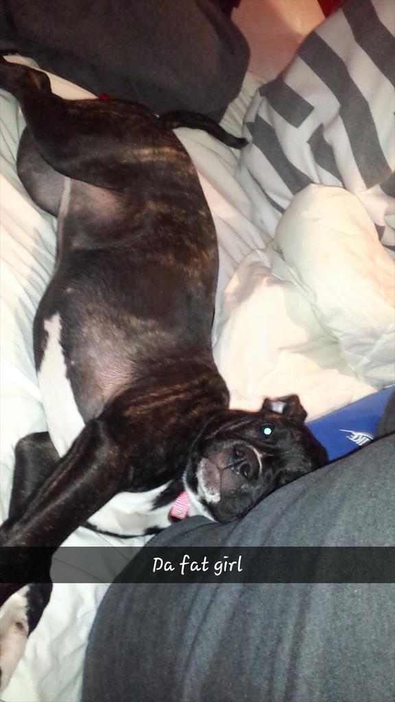 Rluuu_LR's tweet photo. I love this dog more than I love most people #NationalPuppyDay #wayler http://t.co/I7ZlJbSGMp