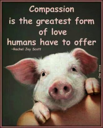 ManShenanigan's tweet photo. Until one has loved an animal, a part of one’s soul remains unawakened. ~Anatole France #CompassionForAllLife http://t.co/X53HpuAkTI