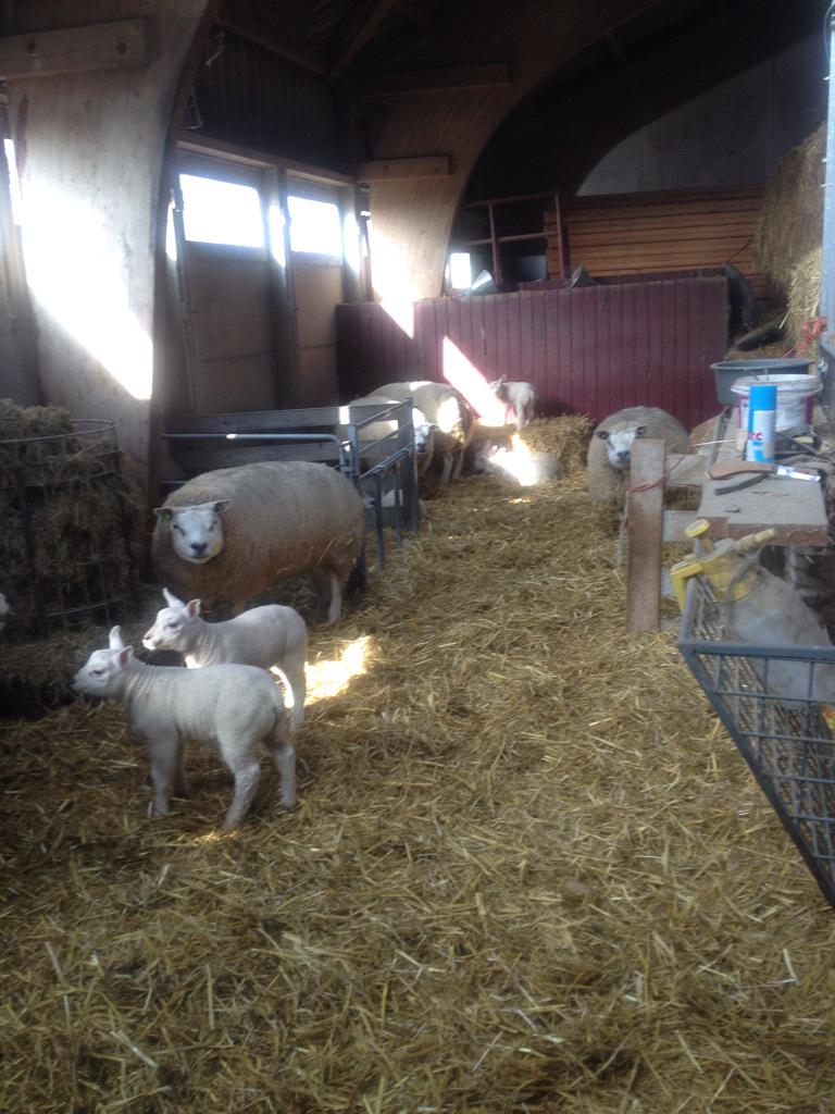 Lentegevoel! Schapen mogen vanmiddag naar buiten. Bijzonder leuk om dit allemaal te zien tijdens je werk aan de tv.
