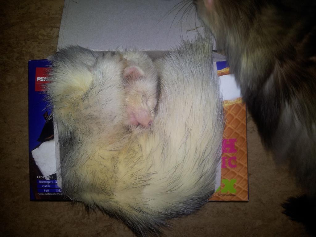 MeineFrettchen's tweet photo. 😂ferret in the box 🐾 http://t.co/mmgZIn4Dih