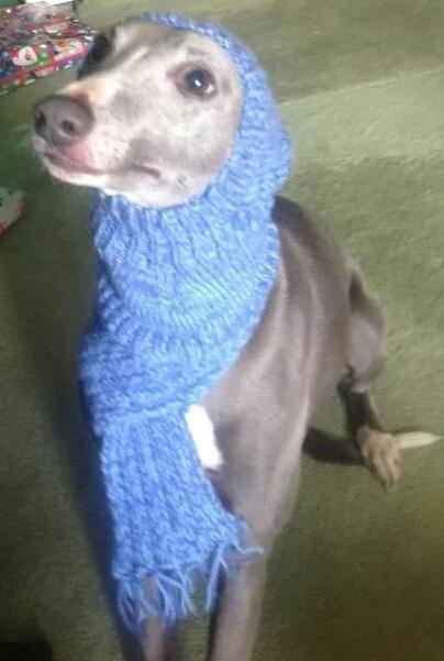 #TopesyTuesday pls keep looking for #FindTopesy I want to go home <a href="/RSPCA_official/">RSPCA (England & Wales)</a> <a href="/TheGoodDogGuide/">The Good Dog Guide</a> <a href="/MissingPetsGB/">Missing Pets GB</a>