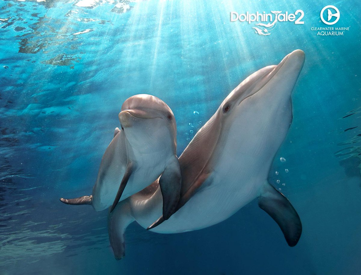 Winter Dolphin on Twitter: "A male dolphin is called a “bull” & a baby  dolphin is called a “calf”. Can you guess what a female dolphin is called?  http://t.co/pLy7xnF1T2" / Twitter