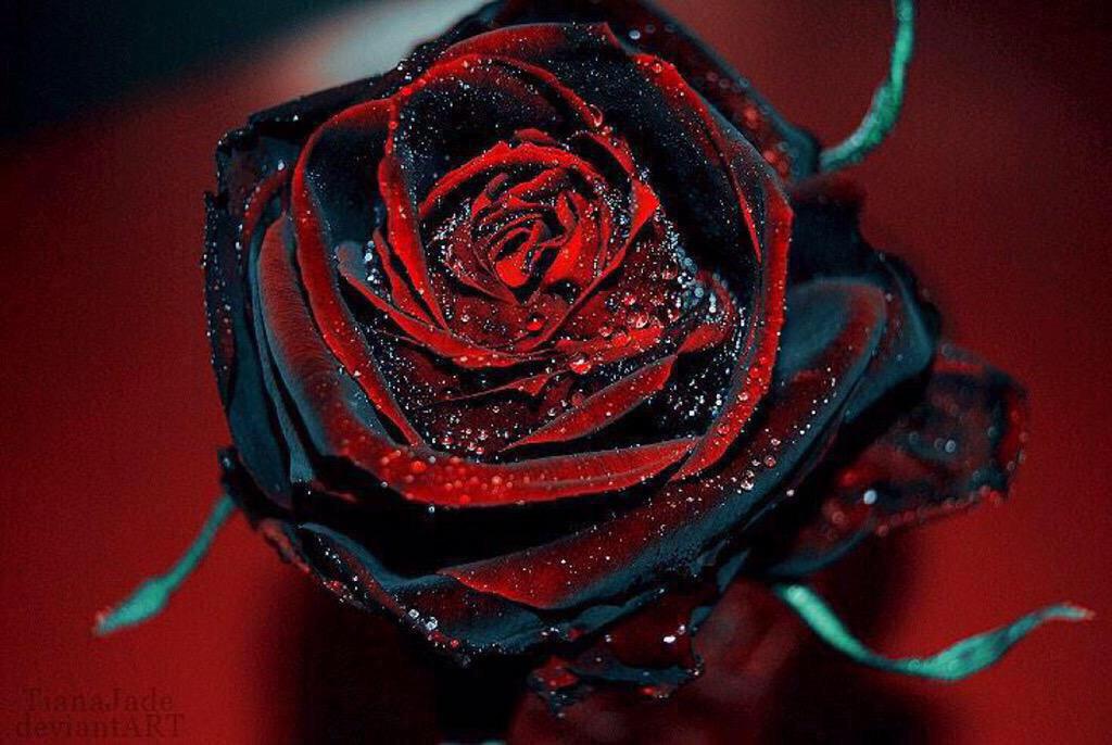 maru0123m's tweet photo. @MCHammer @GentryKozia #BlackRose
🌹🌹🌹🌹🌹🌹🌹🌹🌹🌹🌹🌹🌹
Thanks for wonderful music.
BlackRose🌹http://t.co/cVxMtvXiZb http://t.co/eGhGCrJY51