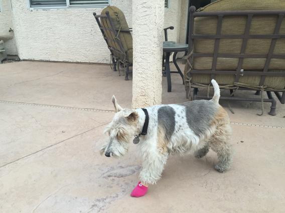 DeckerBrenda's tweet image. #pinksock foot is feeling better
