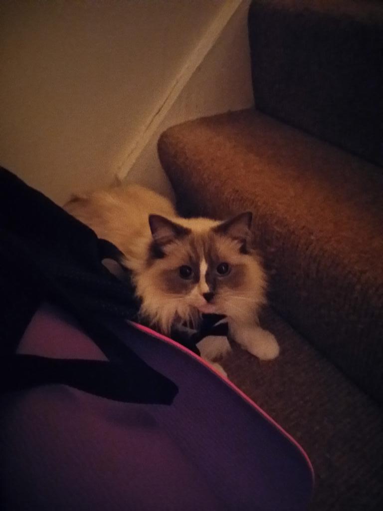 I Love Ragdolls (@I_Love_Ragdolls) / Posts / X