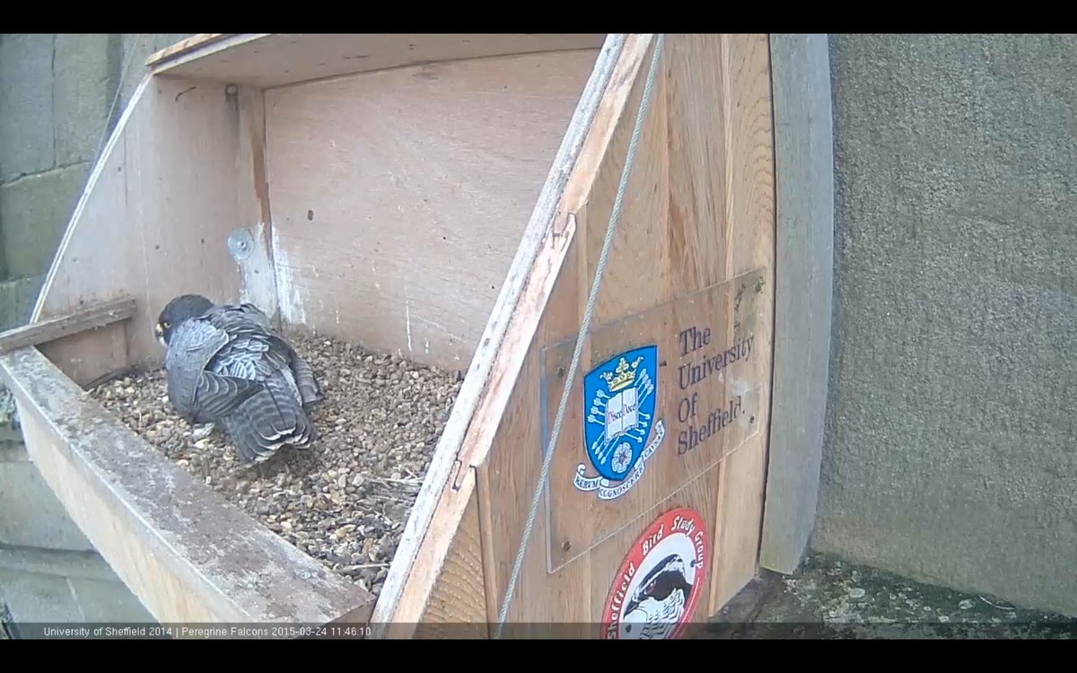 Male now taking his turn. Note his smaller size.