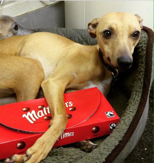 Significant reward offered for any information regarding the identity of the person who shot and killed my dog.