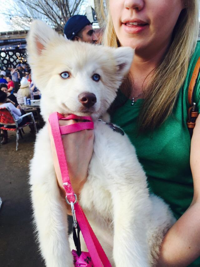 Our new friend, Bailey.