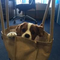 everythingbrand's tweet image. Poppy’s New Use for #Promotional #Jute #Bags
#Leicester #Marketing #PromoProducts
bit.ly/1HvWNfy