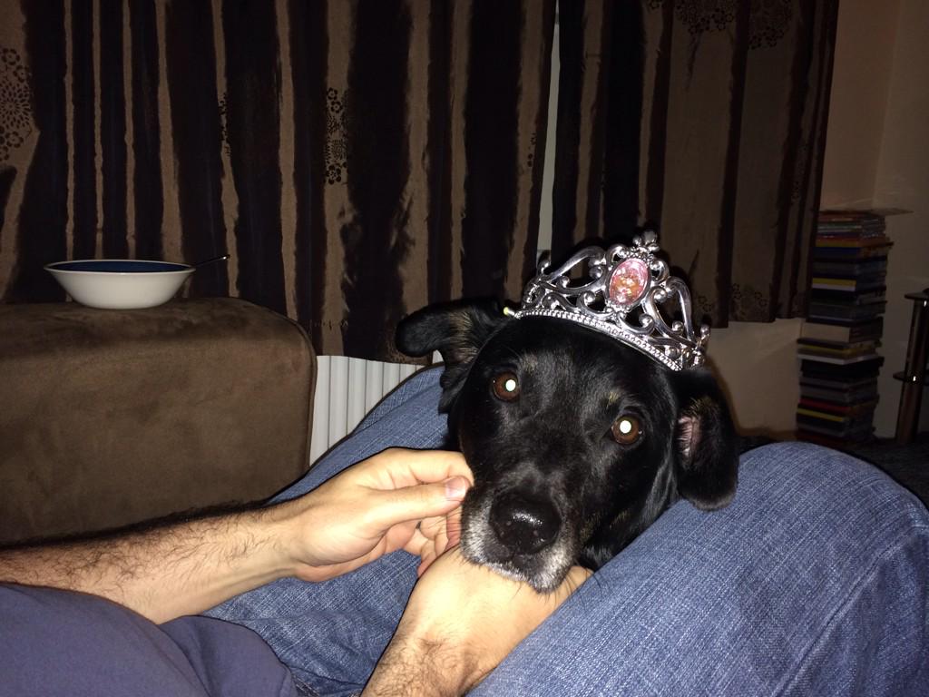 PromoSoftwareUK's tweet image. Poppy's the Cutest handbag dog I've ever seen @everythingbrand Our dog wouldn't fit in a jute but he rocks a crown!^M