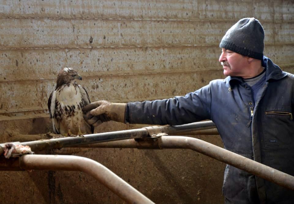 Allan getting up close with Boomer, check out the story on last nights edition of Compass <a href="/CBCPEI/">CBC P.E.I.</a> <a href="/prairiegirl3/">Prairie girl</a>