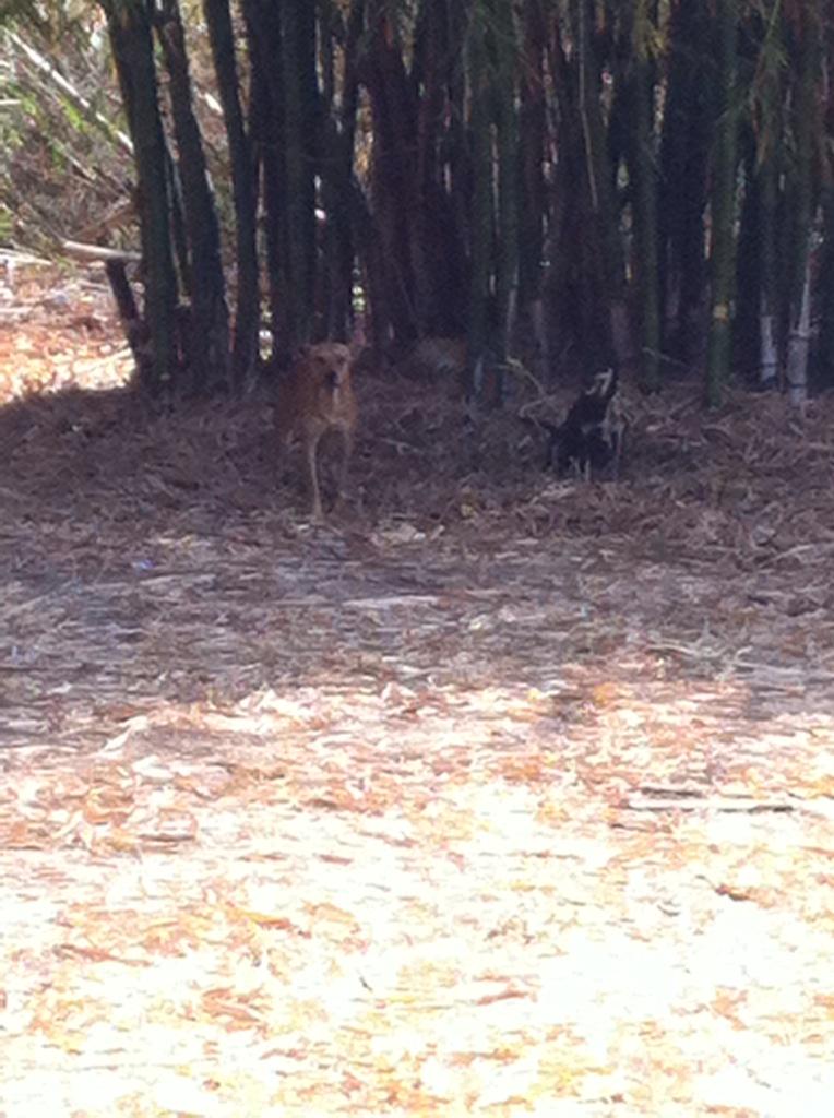 _marisabel__'s tweet photo. @Asinosven perrita abandonada en zona verde Urb. El Remanso en San Diego, frente a Rest. El Viejo Samán RT http://t.co/NjHmEbuN9u