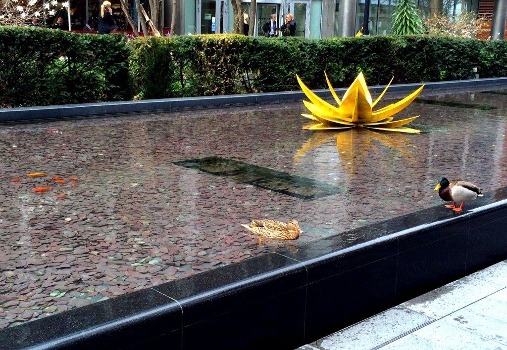 spitalfieldsE1's tweet photo. The ducks are back at #Spitalfields! Spring must be just around the corner. http://t.co/SErbaNPLC6