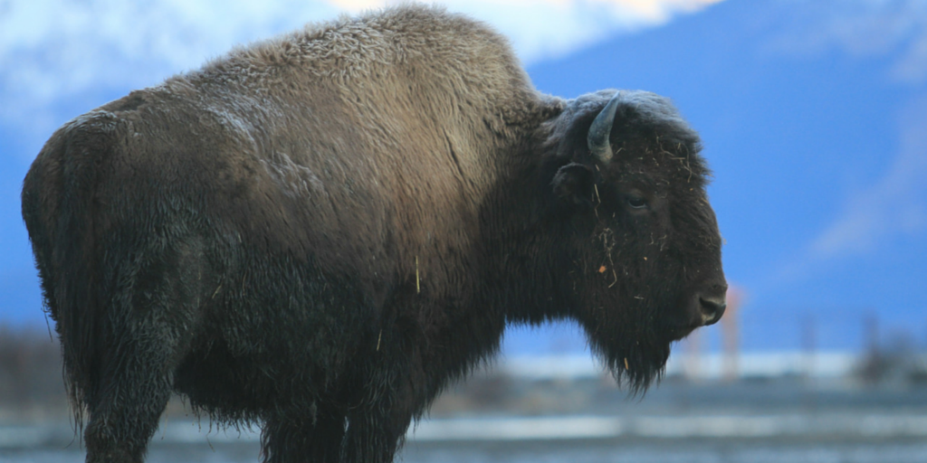 Wood bison haven't roamed the wilds of Alaska in over 100 years. Here's to #BringingBisonBack 1.usa.gov/1HwoeWr