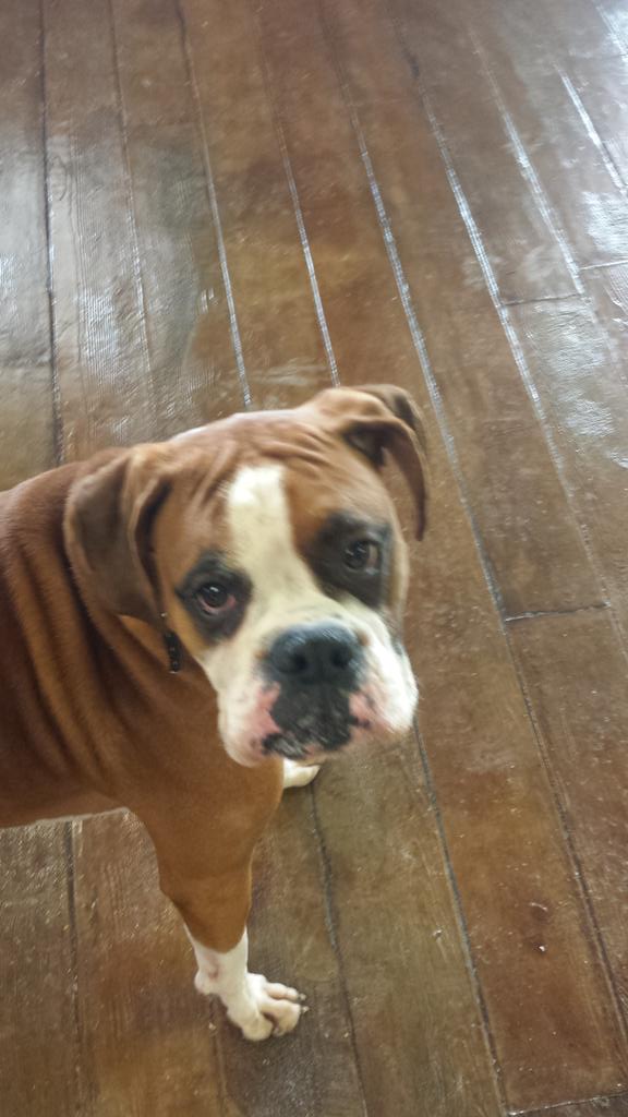 PetParent_Pride's tweet photo. Hi my name is Hank and I'm a slobberer!!!! @Cutest_Pets @Petco @mgardenermz @CuteOverloads #PetParentPride http://t.co/c2HJZJEixY