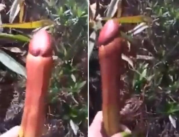 लिंग का गलना (Decaying of penis)