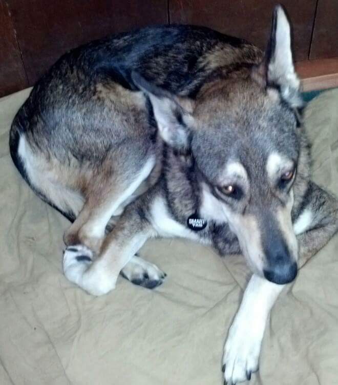 Miley is doing great. She is has been in medical boarding since Surgery and will be picked up today!