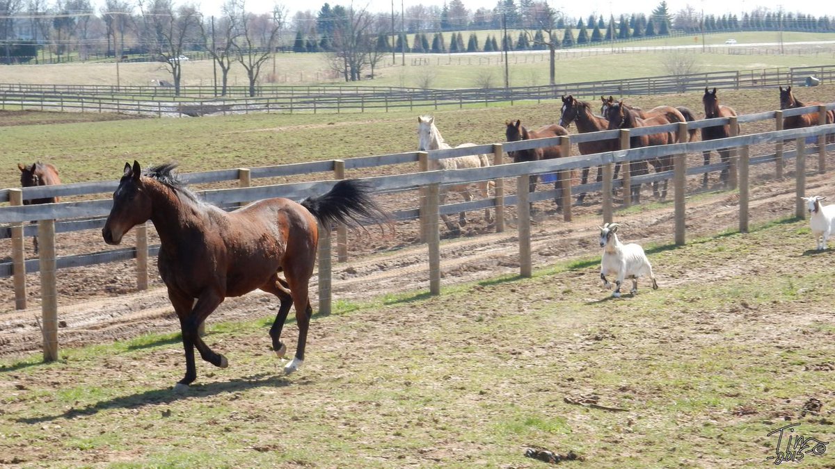 Oldfriendsfarm's tweet photo. Eldaafer Google & Yahoo strut their stuff. Rumor is Google has some serious speed. #goatderby Photo Tim Wilson http://t.co/UdwAJx78Zu