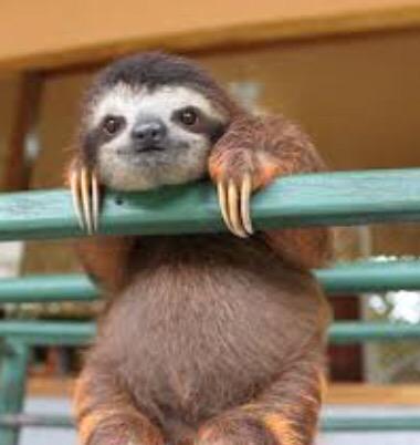 "@AdoptASloth: RT @ShawdianeShaw: @AdoptASloth #Sloths Are Beautiful 🌹 http://t.co/AGRlwTumK2"beauty<a class="tags" target="_blank" title="On Twitter" href="/?out=eyJ0eXAiOiJKV1QiLCJhbGciOiJIUzUxMiJ9.eyJpYXQiOjE3MjE1OTIxNzIsImlzcyI6InR3cG9ybnN0YXJzLmNvbSIsIm5iZiI6MTcyMTU5MjE3MiwiZXhwIjoxNzUzMTI4MTcyLCJyZWRpcmVjdF91cmwiOiJodHRwczovL3R3aXR0ZXIuY29tL0Fkb3B0QVNsb3RoIn0.IgS7IJj8L4ke64q1fnCoqUPYzHVyPVfWMrD0vPir3IBmQDgARxDHYH74_w91SEWrx-kCH2dDUq4jWBWDSFHNsg">@AdoptASloth</a><a class="tags" target="_blank" title="On Twitter" href="/?out=eyJ0eXAiOiJKV1QiLCJhbGciOiJIUzUxMiJ9.eyJpYXQiOjE3MjE1OTIxNzIsImlzcyI6InR3cG9ybnN0YXJzLmNvbSIsIm5iZiI6MTcyMTU5MjE3MiwiZXhwIjoxNzUzMTI4MTcyLCJyZWRpcmVjdF91cmwiOiJodHRwczovL3R3aXR0ZXIuY29tL1NoYXdkaWFuZVNoYXcifQ.L7YkkMX7aga-QdUNA3G55k901Wq4V5qBbGbUyCnD97f6CjqDxFlAJkgmHZhBAEBjCxyIxGkMiqtw4E-xu-MIig">@ShawdianeShaw</a><a class="tags" target="_blank" title="On Twitter" href="/?out=eyJ0eXAiOiJKV1QiLCJhbGciOiJIUzUxMiJ9.eyJpYXQiOjE3MjE1OTIxNzIsImlzcyI6InR3cG9ybnN0YXJzLmNvbSIsIm5iZiI6MTcyMTU5MjE3MiwiZXhwIjoxNzUzMTI4MTcyLCJyZWRpcmVjdF91cmwiOiJodHRwczovL3R3aXR0ZXIuY29tL0Fkb3B0QVNsb3RoIn0.IgS7IJj8L4ke64q1fnCoqUPYzHVyPVfWMrD0vPir3IBmQDgARxDHYH74_w91SEWrx-kCH2dDUq4jWBWDSFHNsg">@AdoptASloth</a><a href="/tag/sloths"class="tags"><span>#sloths</span></a>