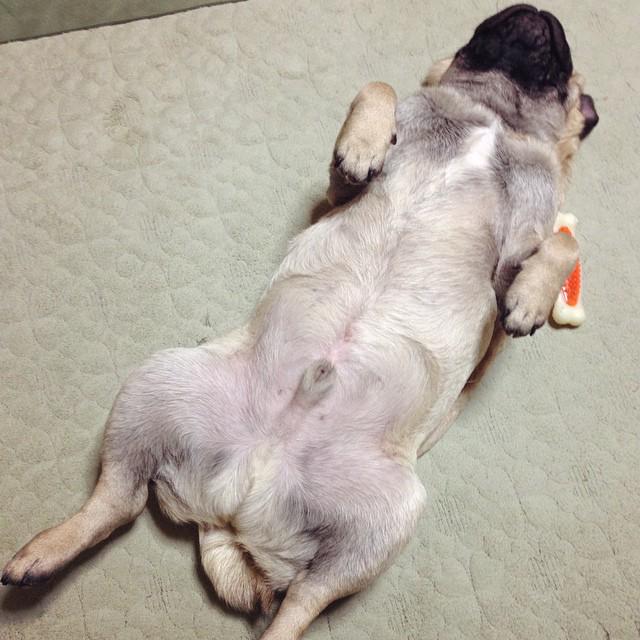 Dogsofinsta へそ天 犬 Dog パグ Pug へそ天 By Pug Daizu Dog Cute Http T Co Tko29gowiy