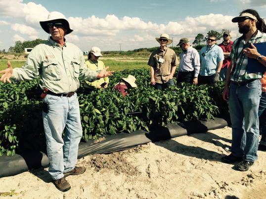 FFAAtweets's tweet image. Green pepper production in SW Florida--thanks Lipman Produce for one of my favorite pizza toppings! #FFVA Reg Tour