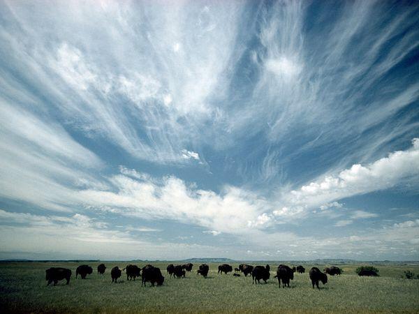 daniihere's tweet photo. "The sky wide as the mouth of a wild girl, friable clouds you lose yourself to." #RHugo @CutlerSandra http://t.co/JLeLGrz130