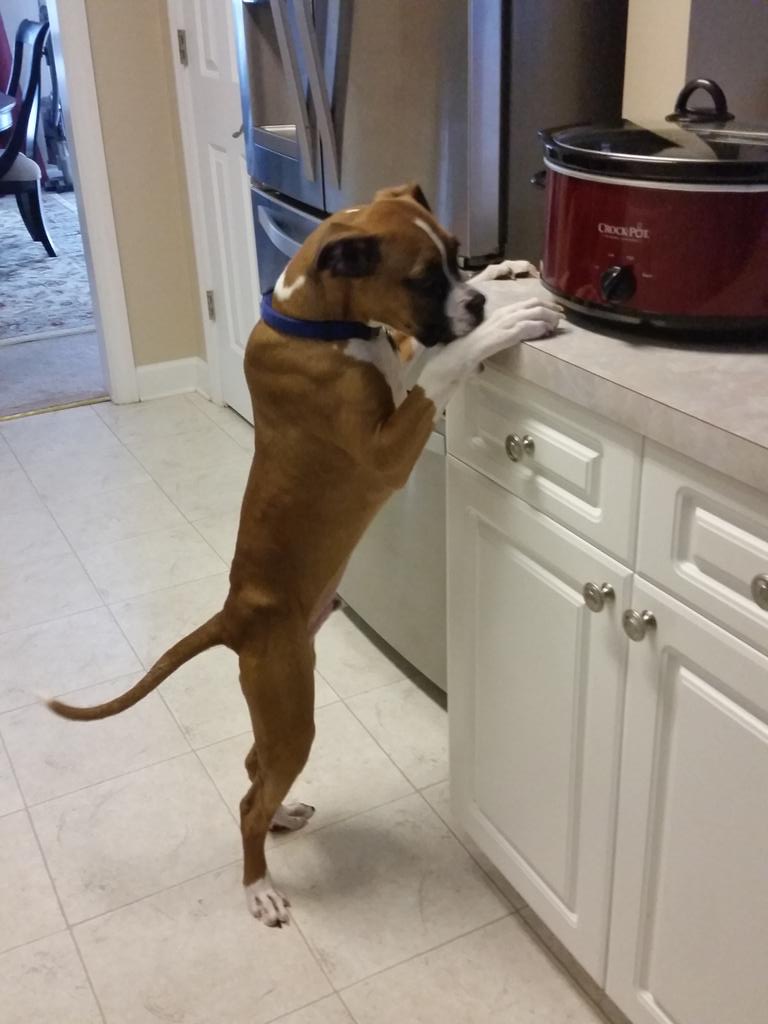 BoxerChronicles's tweet image. Caught counter surfing. #baddog #westillloveyou #boxer #boxerpup #boxers #dogsoftwitter