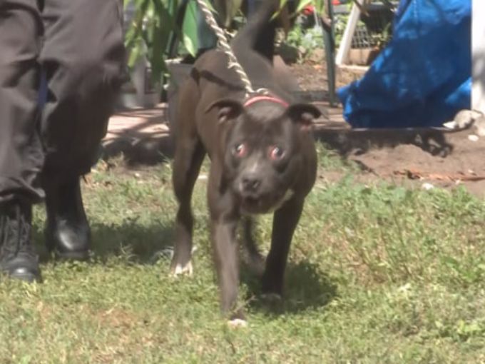 10TampaBay's tweet image. Two people arrested after 40 animals were rescued in a St. Pete home
on.wtsp.com/1y2C91z