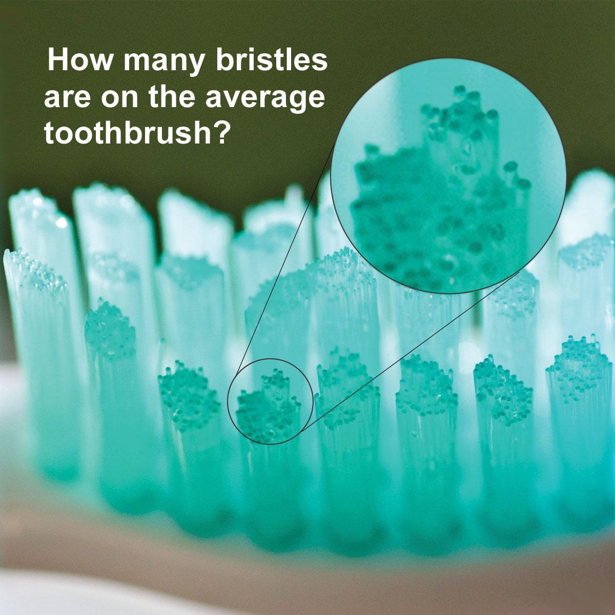 Trivia Tuesday:  How many bristles do you think are on the average toothbrush?  Answer to come!