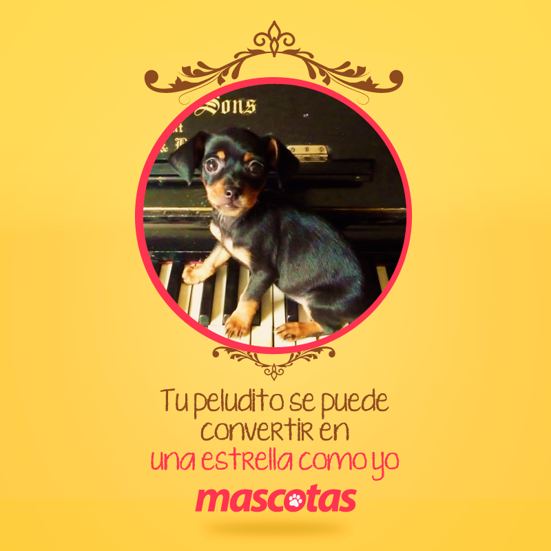 MascotasET's tweet photo. ¿Tu perrito ya está participando para ser nuestra estrella? http://t.co/O0YAOAD7FF http://t.co/r8IEpyCVDT