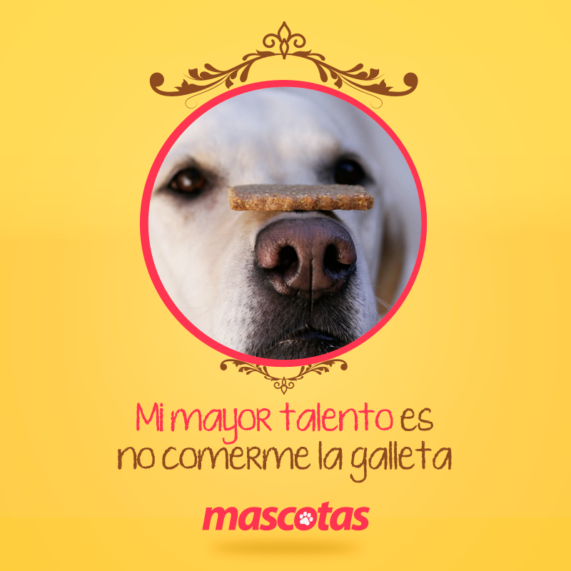 MascotasET's tweet photo. http://t.co/O0YAOAD7FF http://t.co/GCJxdJz96y