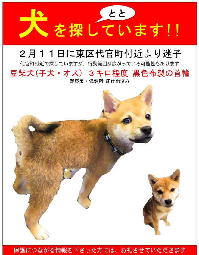 MEGUUUintheNGY's tweet photo. 【拡散希望】2015/2/11愛知県名古屋市東区で豆柴犬「ととくん」迷子になってしまいました。⚫︎オス⚫︎9ヶ月⚫︎人見知り臆病。近辺お住まいの方お心当たりのある方どうか私に情報をお寄せください。#maigo #迷子 #名古屋
#犬 http://t.co/yBwKmAKCtQ