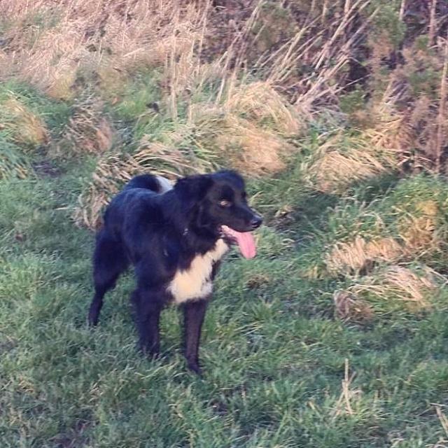 UnemployedFarm's tweet image. Few days and I'll be home for a little while, stage how much I've missed the hounds