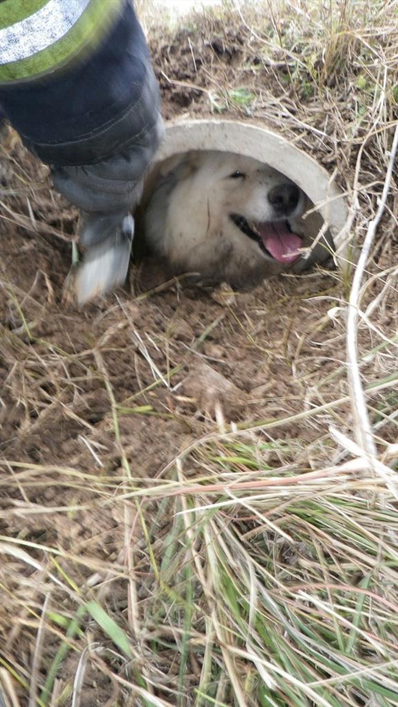 CEISGuadalajara's tweet photo. **RESCATE ANIMALES**25/03.16:30h.Alovera.Rescate perro en tubería.DOT AZU+J0.RC http://t.co/3qtN2H4Qx2